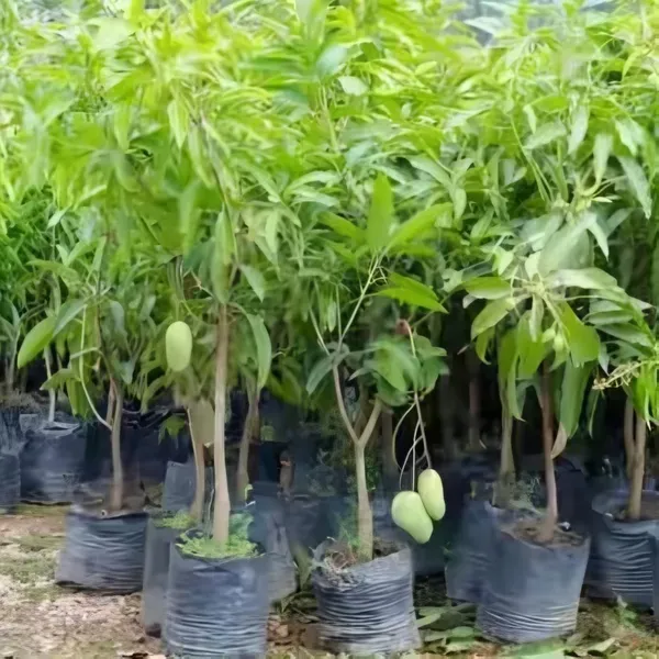Ornamental_Time_Mango_Plant_Organic