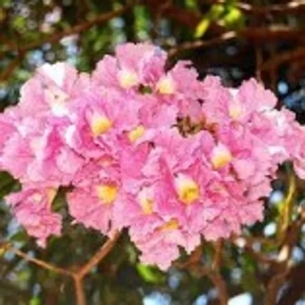 Rosea_Ornamental_Organic_Rose_Plant
