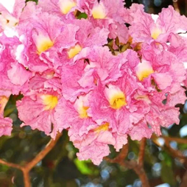 Rosea_Ornamental_Organic_Rose_Plant