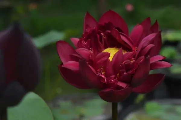 Mohong_Water_Lotus_Tuber_Organic