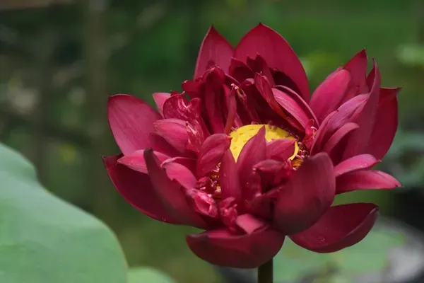 Mohong_Water_Lotus_Tuber_Organic