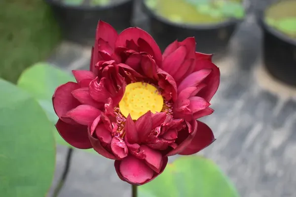 Mohong_Water_Lotus_Tuber_Organic
