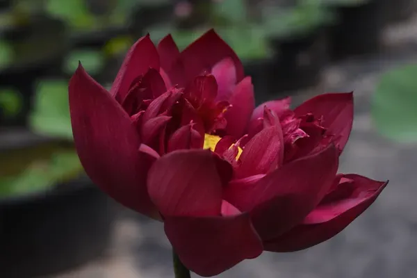 Mohong_Water_Lotus_Tuber_Organic