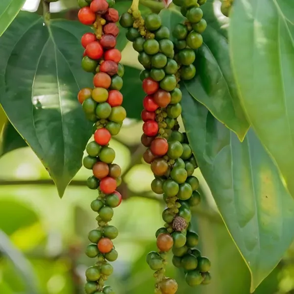 Black_Pepper_Plant_Mirch_Organic