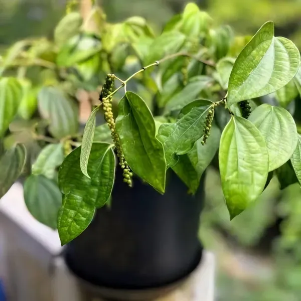 Black_Pepper_Plant_Mirch_Organic