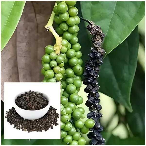 Black_Pepper_Plant_Mirch_Organic