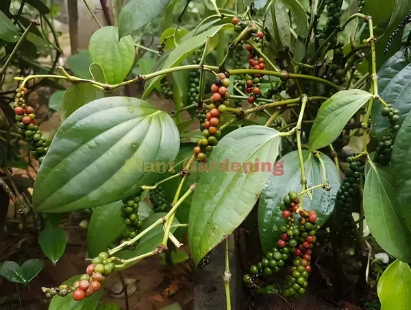 Black_Pepper_Plant_Mirch_Organic