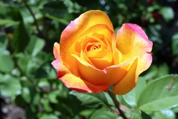 Ornamental_Medal_Rose_Organic_Plant