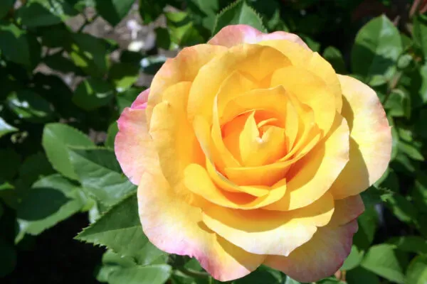 Ornamental_Medal_Rose_Organic_Plant