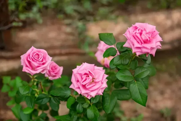 Cherish_Rose_Organic_Plant_For_Home