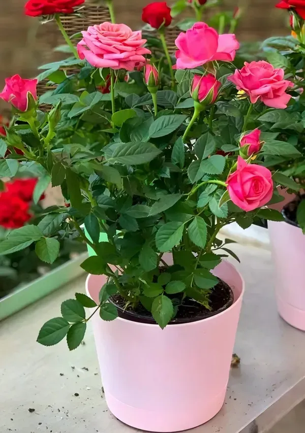 Cherish_Rose_Organic_Plant_For_Home