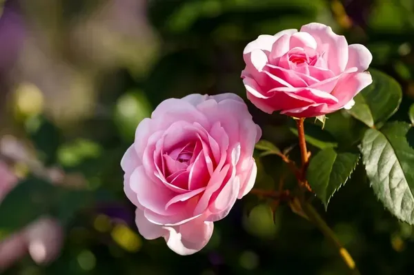 Cherish_Rose_Organic_Plant_For_Home
