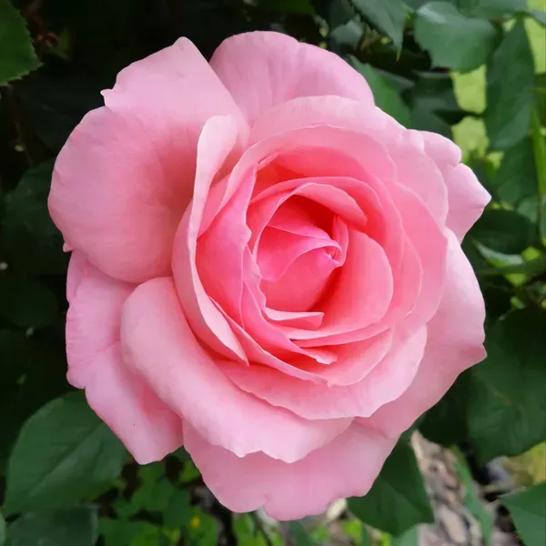 Cherish_Rose_Organic_Plant_For_Home
