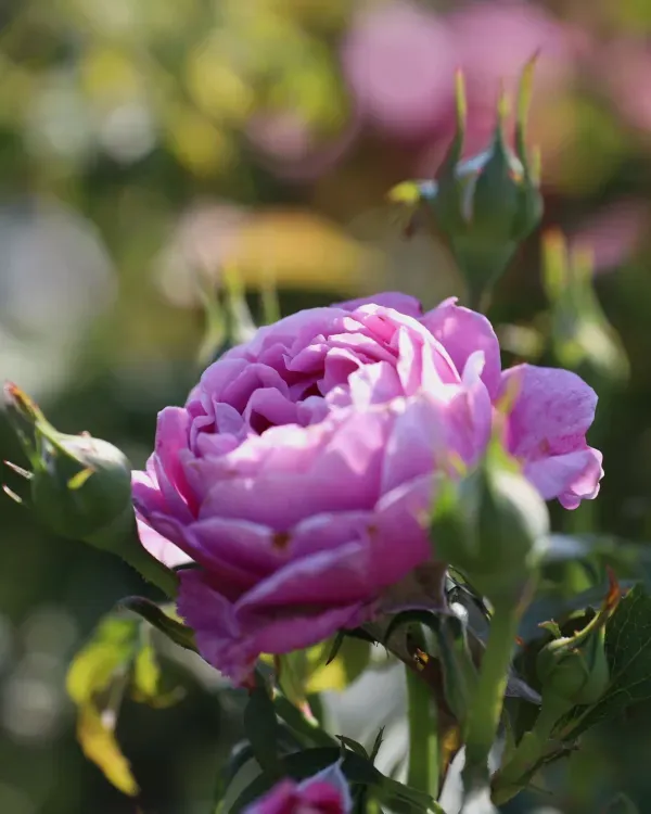 Ornamental_Rose_Organic_Plant_For_Home
