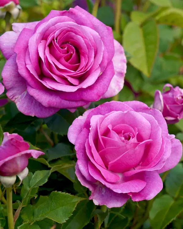 Ornamental_Rose_Organic_Plant_For_Home