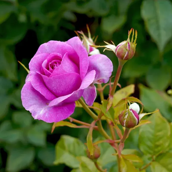 Ornamental_Rose_Organic_Plant_For_Home