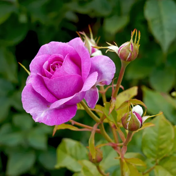 Ornamental_Rose_Organic_Plant_For_Home