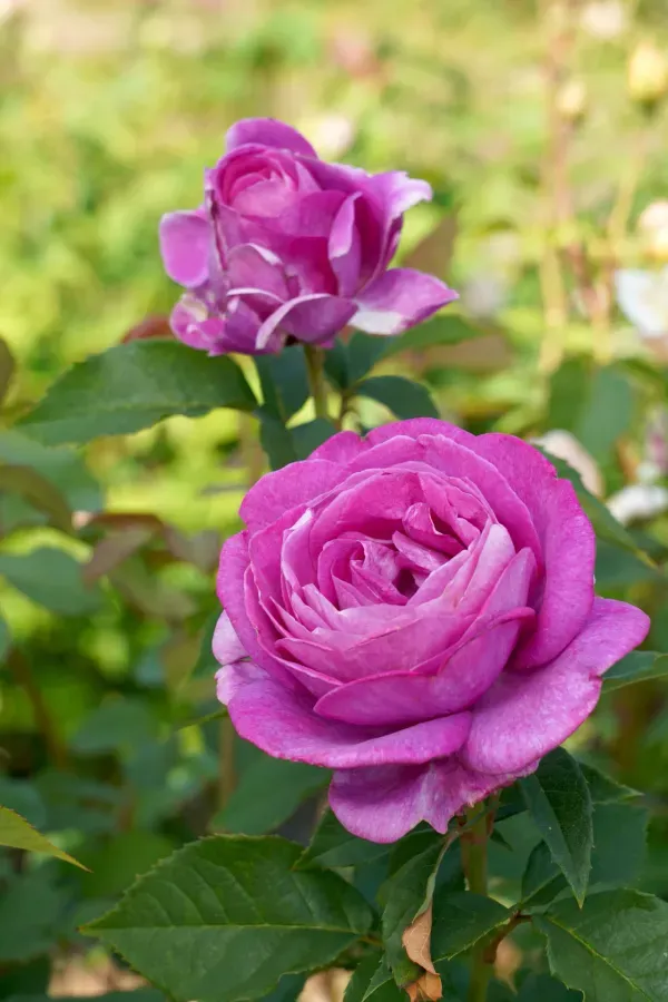 Ornamental_Rose_Organic_Plant_For_Home
