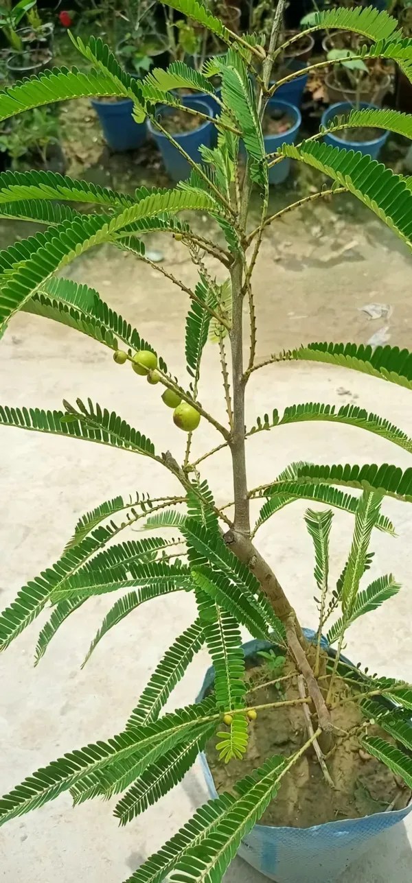 Green_Ornamental_Thai_Plant_Organic