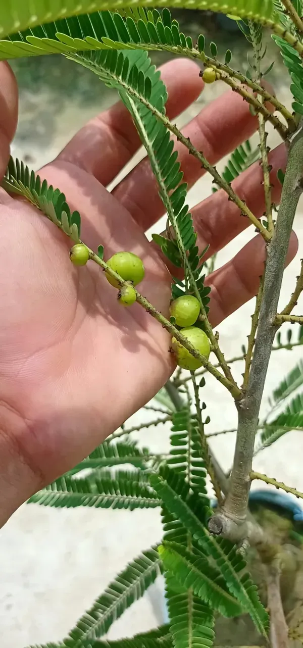 Green_Ornamental_Thai_Plant_Organic