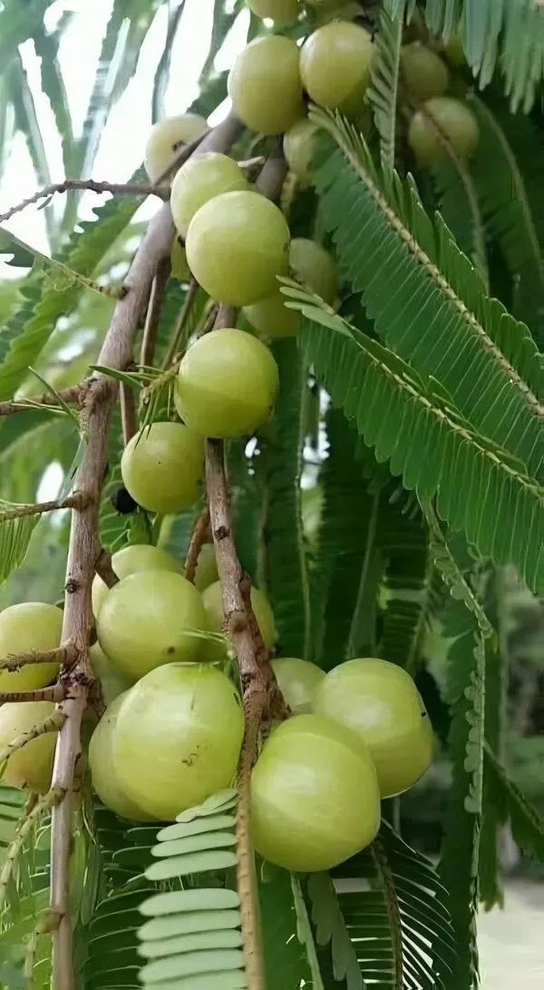 Green_Ornamental_Thai_Plant_Organic