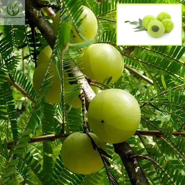 Green_Ornamental_Thai_Plant_Organic