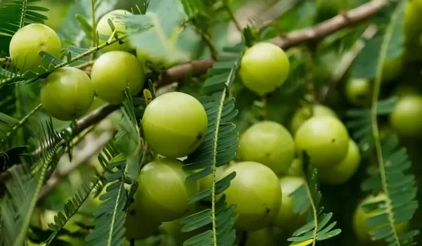 Green_Ornamental_Thai_Plant_Organic