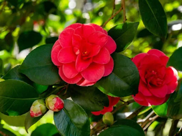 Daffodil_Camelia_Organic_Camellia_Plant
