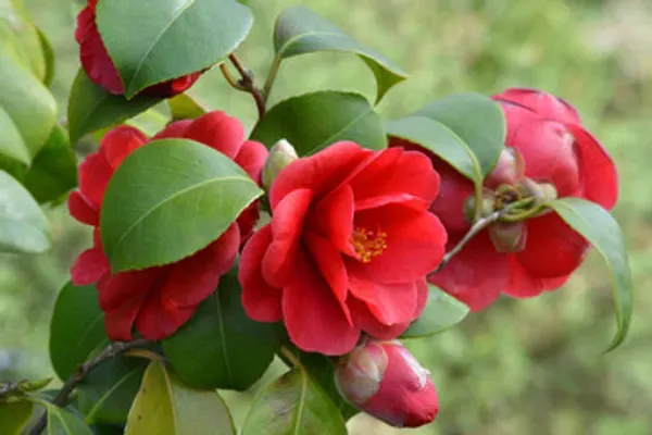 Daffodil_Camelia_Organic_Camellia_Plant