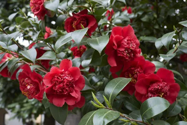 Daffodil_Camelia_Organic_Camellia_Plant