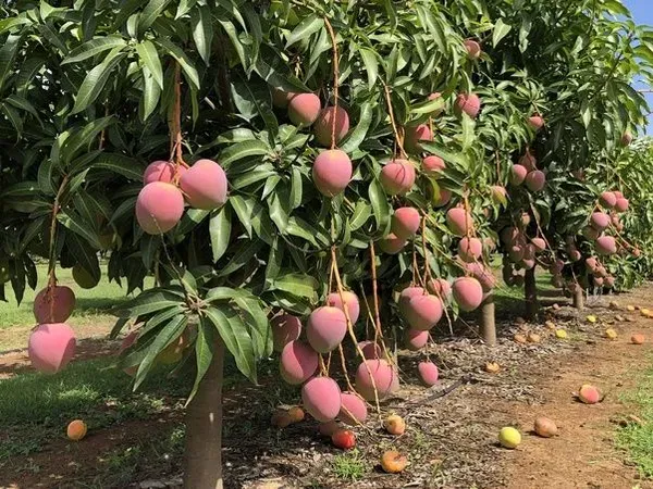 Ornamental_Surya_Mango_Organic_Plant