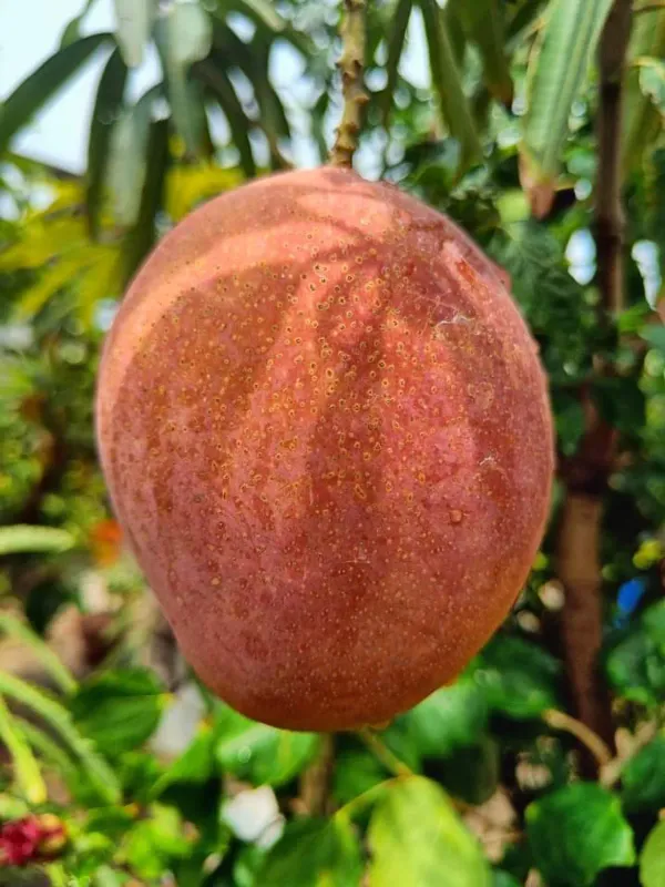 Ornamental_Surya_Mango_Organic_Plant