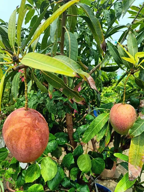 Ornamental_Surya_Mango_Organic_Plant