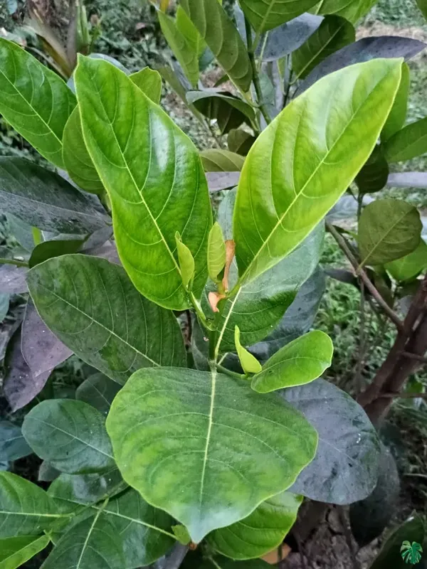 Time_Jackfruit_Plant_Plant_Organic