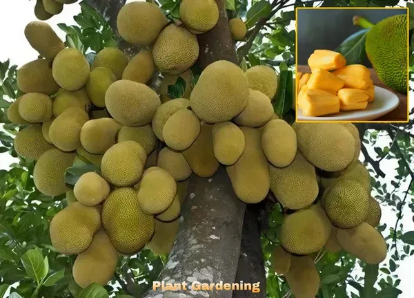 Time_Jackfruit_Plant_Plant_Organic