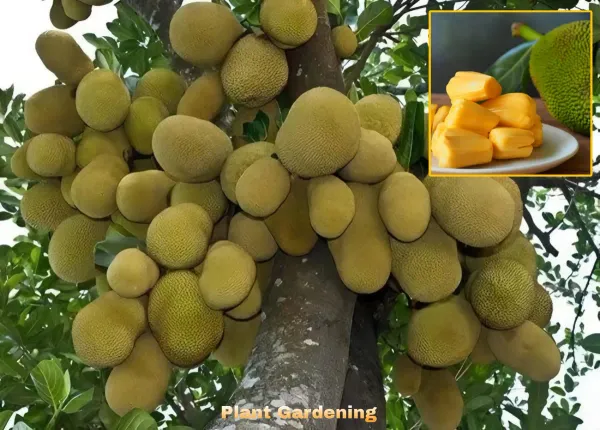 Time_Jackfruit_Plant_Plant_Organic