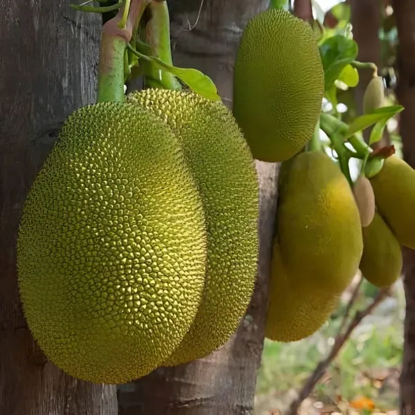 Time_Jackfruit_Plant_Plant_Organic
