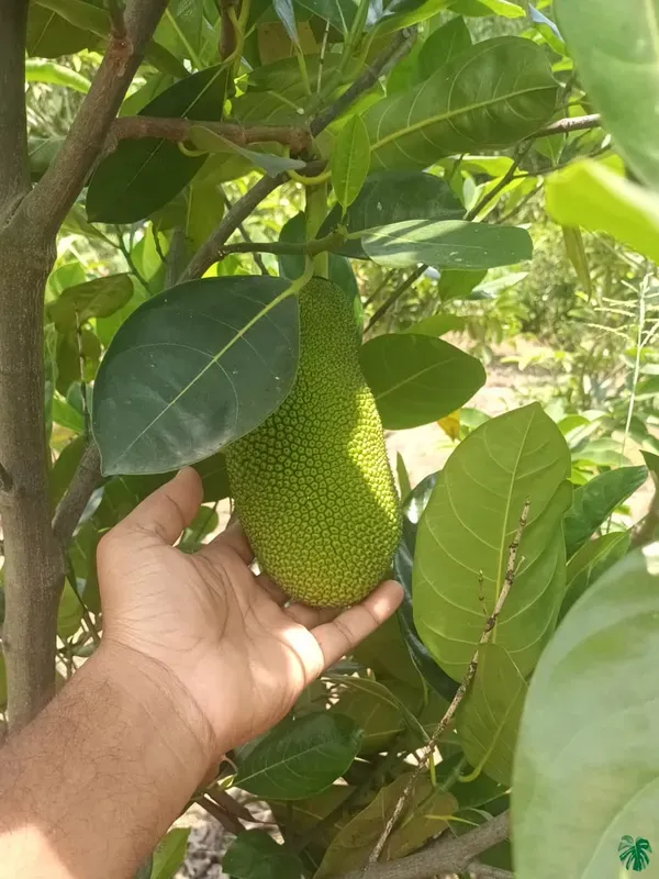 Time_Jackfruit_Plant_Plant_Organic
