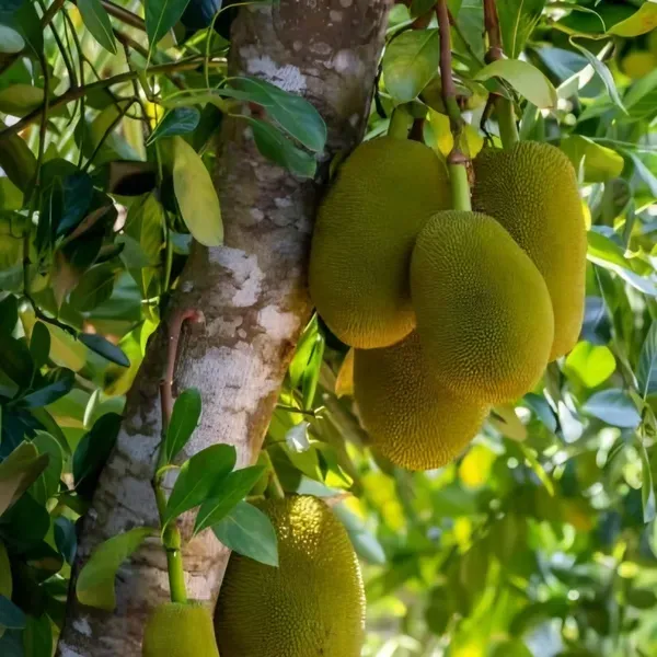 Time_Jackfruit_Plant_Plant_Organic