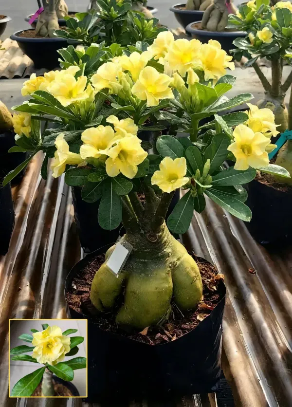 Yellow_Rosey_Adenium_Organic_Plant