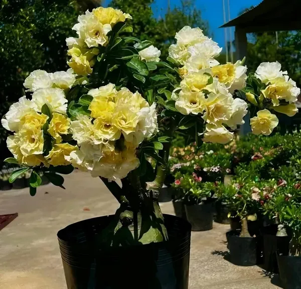 Yellow_Rosey_Adenium_Organic_Plant