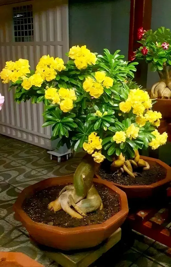 Yellow_Rosey_Adenium_Organic_Plant