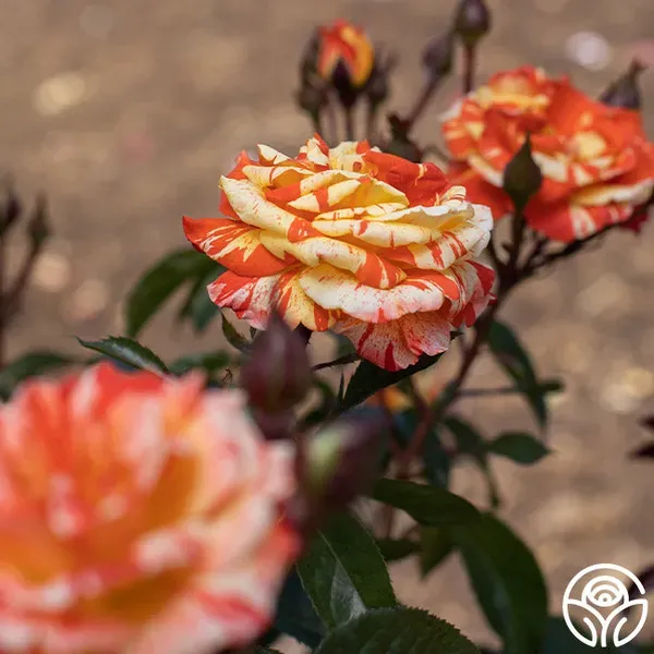 Lemon_Orange_Rose_Organic_Plant