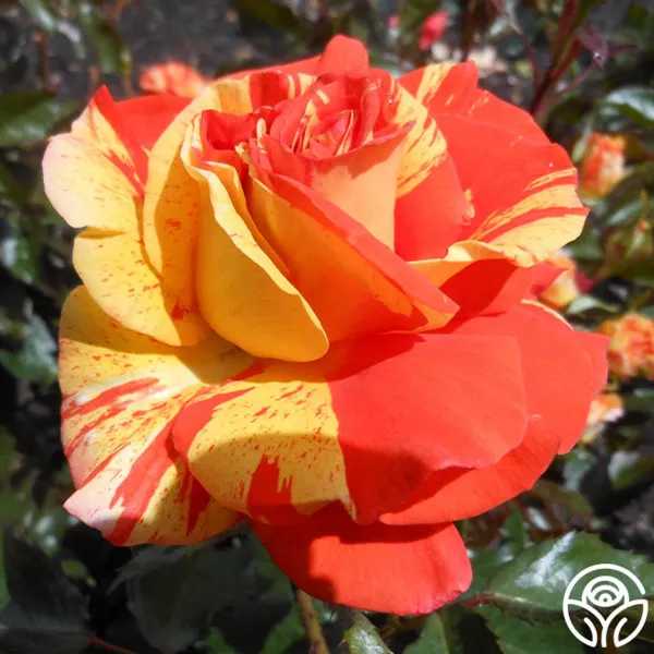 Lemon_Orange_Rose_Organic_Plant