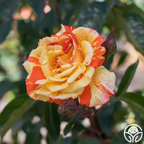 Lemon_Orange_Rose_Organic_Plant