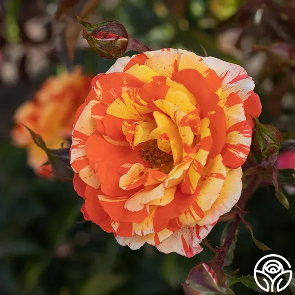 Lemon_Orange_Rose_Organic_Plant