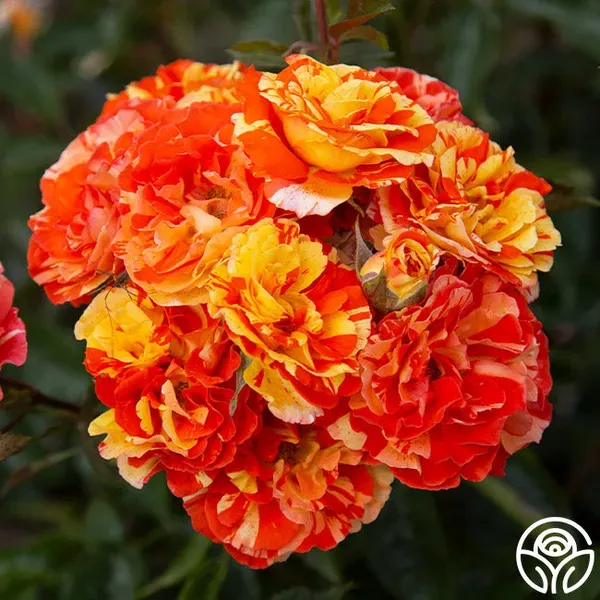 Lemon_Orange_Rose_Organic_Plant