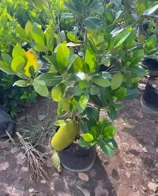 Vietnam_Fruit_Organic_Jackfruit_Plant