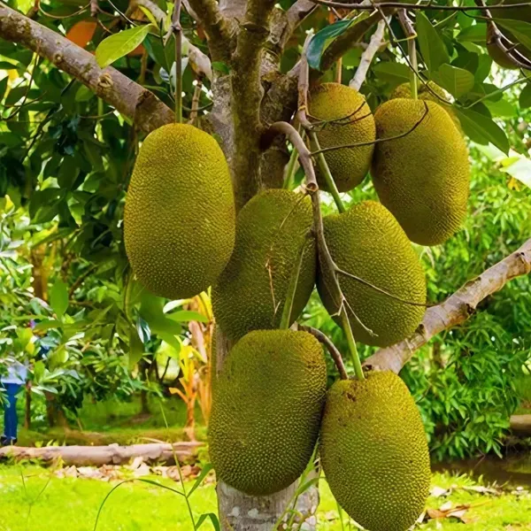 Vietnam_Fruit_Organic_Jackfruit_Plant