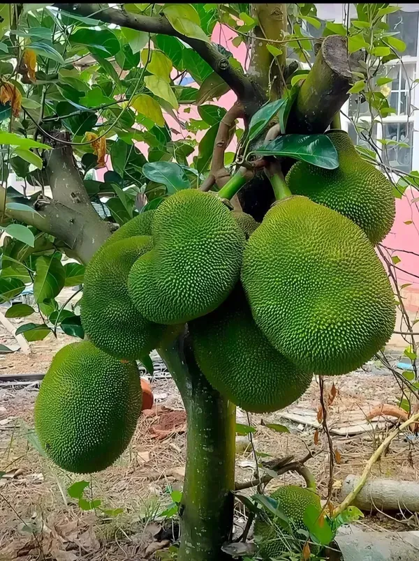 Vietnam_Fruit_Organic_Jackfruit_Plant
